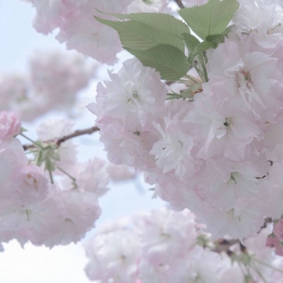 友好福瑞交流群